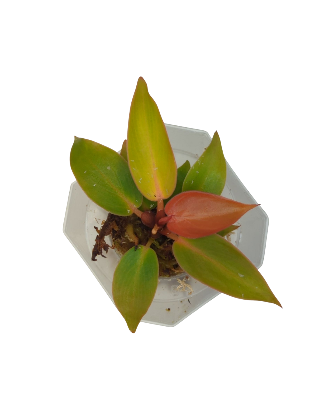 Baby Philodendron erubescens Sun Red 4